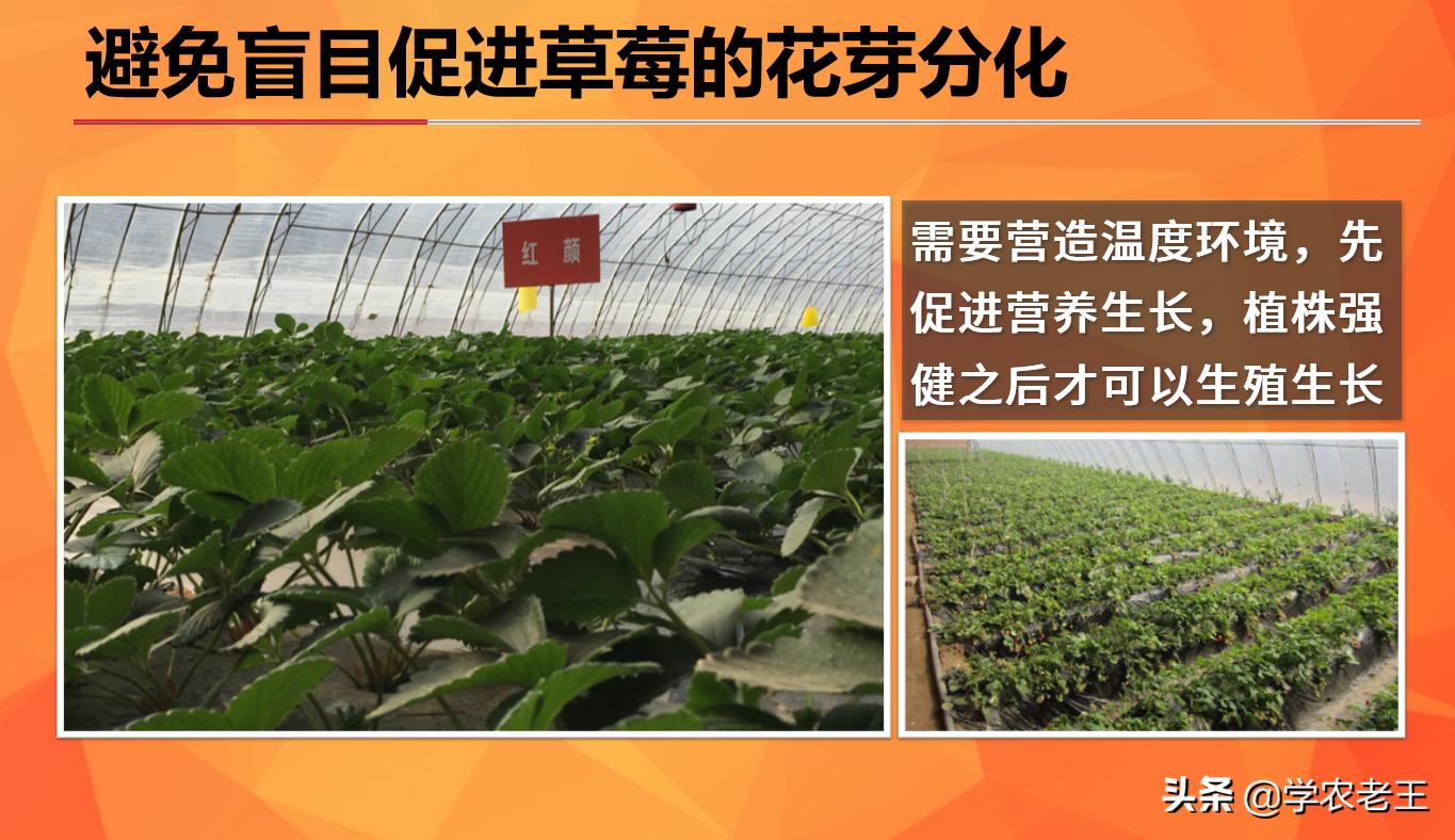 草莓促进花芽分化的最佳方法,草莓促花芽分化最佳方法