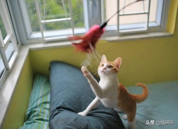 打猫过后怎么让猫不记仇,打猫之后怎么重新和猫和好