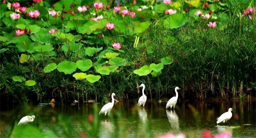 2021中国城市百强榜济宁,山东百强镇济宁排名名单