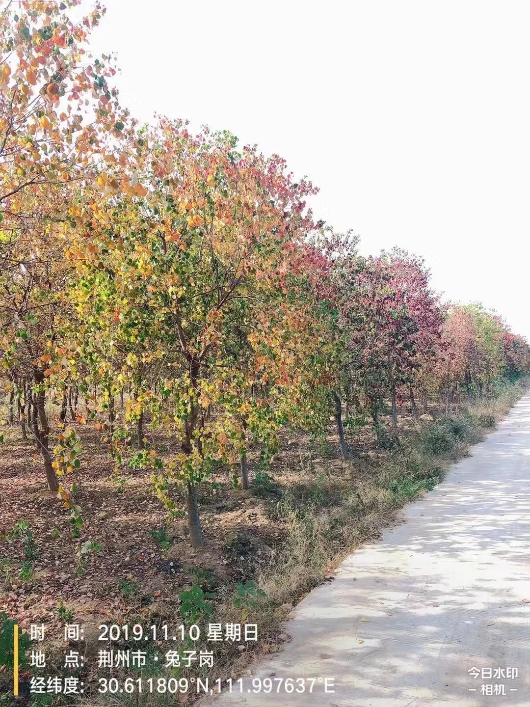 郑显华：显豁知幽抱，华顶望山高