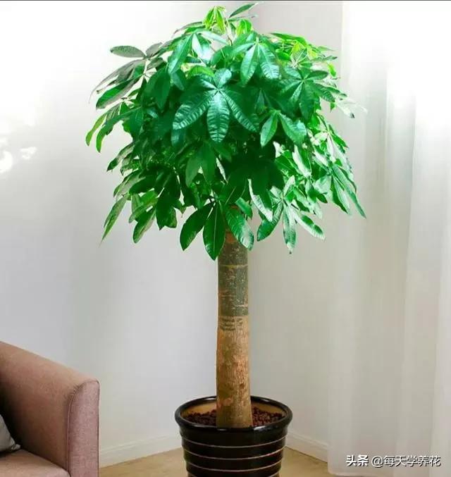 客厅摆放什么植物最好图片大全,乔迁客厅盆栽摆放什么植物最好