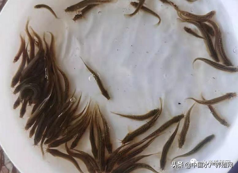 特价泥鳅苗价格,泥鳅苗价格多少钱1斤左右