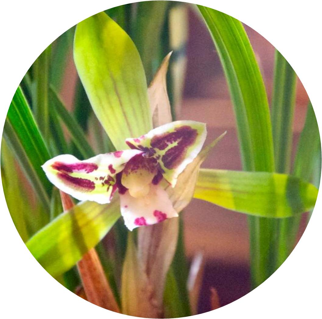 菊竹梅兰图欣赏,花中四君子的兰花图片