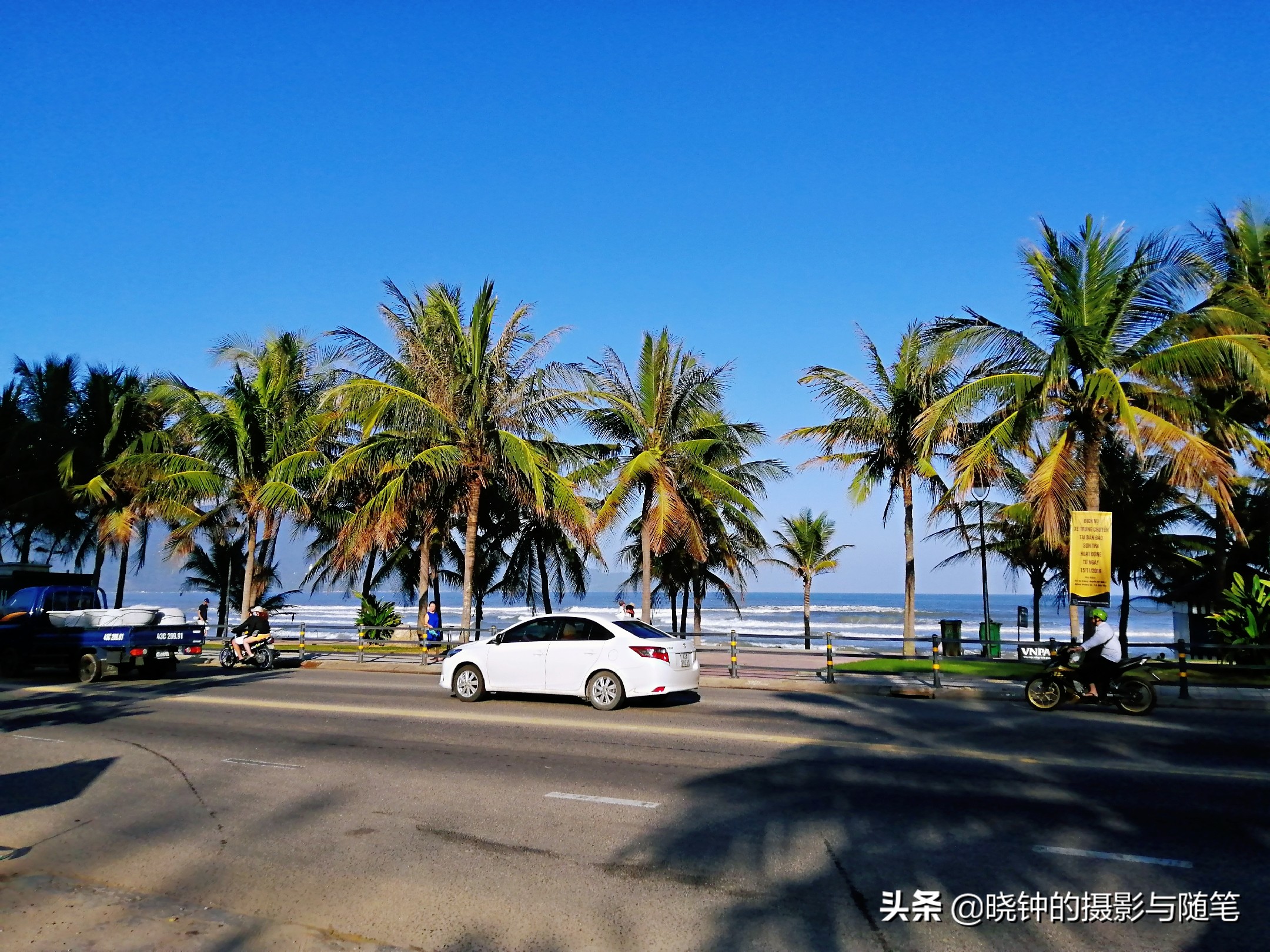 越南麝香猫速溶咖啡,野生麝香猫的猫屎咖啡