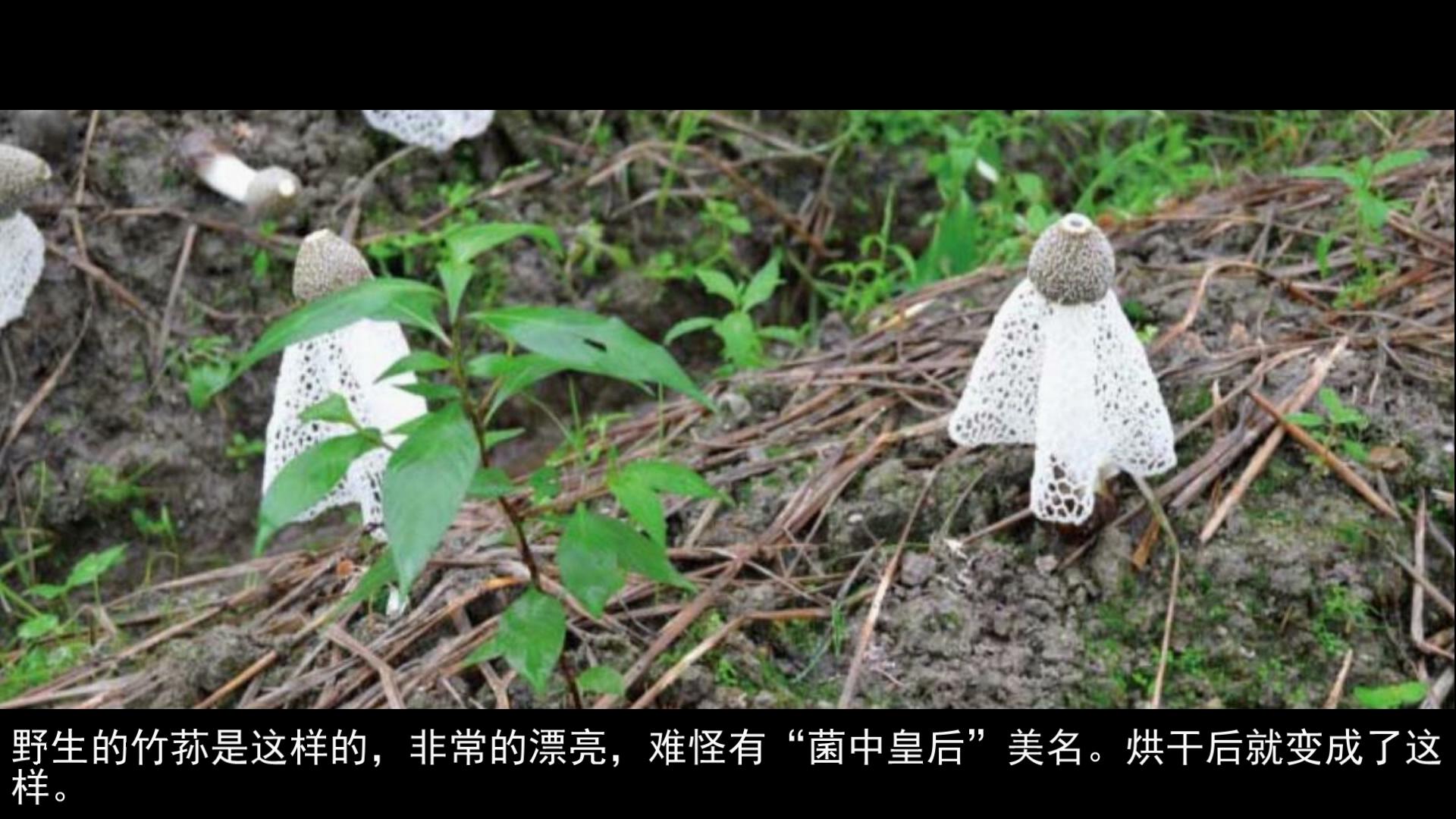 竹荪怎么泡发不臭,鲜竹荪怎么处理成干竹荪