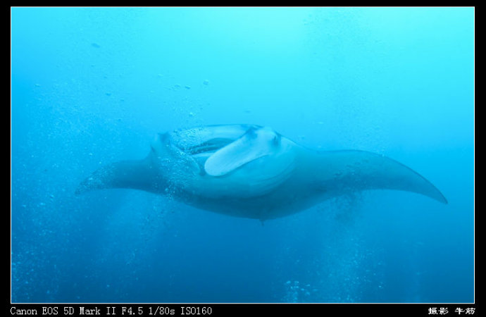 巨鲸轰炸机,鳐鱼战斗机