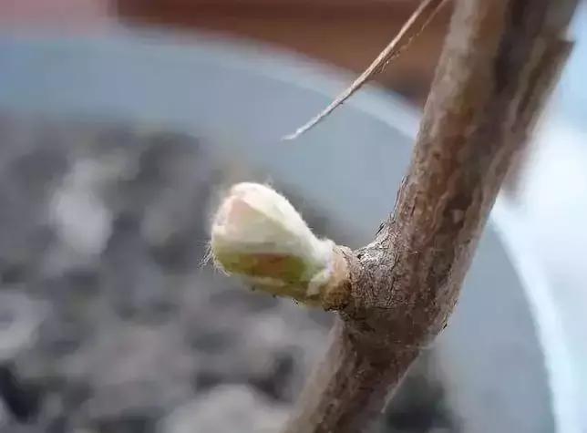 葡萄伤流怎么办小妙招,春天葡萄伤流是什么原因造成的