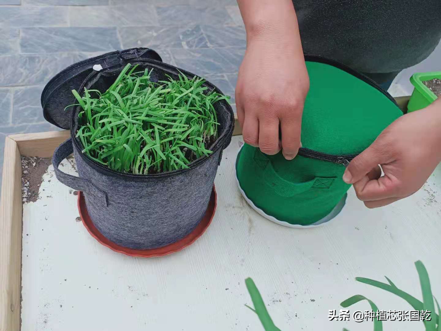 韭菜种植设计图,韭菜创意种植