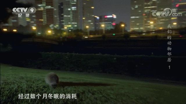 央视拍这种片怎么就没「流量」