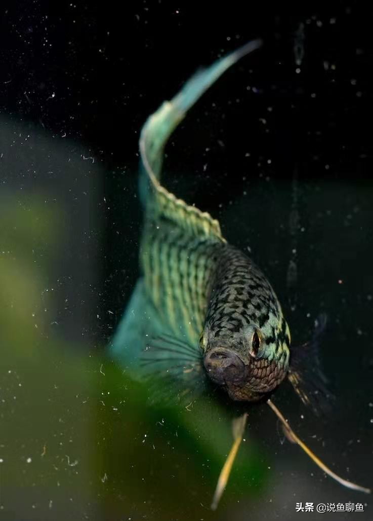 粉丝发私信求救,粉丝向主播求救