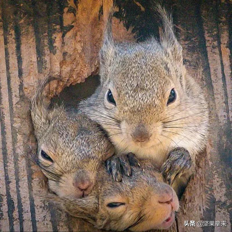 养一只松鼠做宠物是什么样的体验?