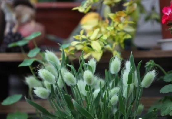 兔尾草永生花制作,兔尾草花束制作