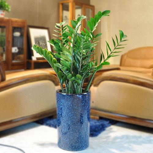 金钱树叶子发黑怎么回事,金钱树叶子发黑怎么治