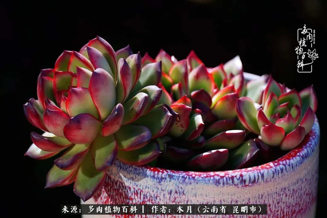 浅冬多肉，终有美好在等候