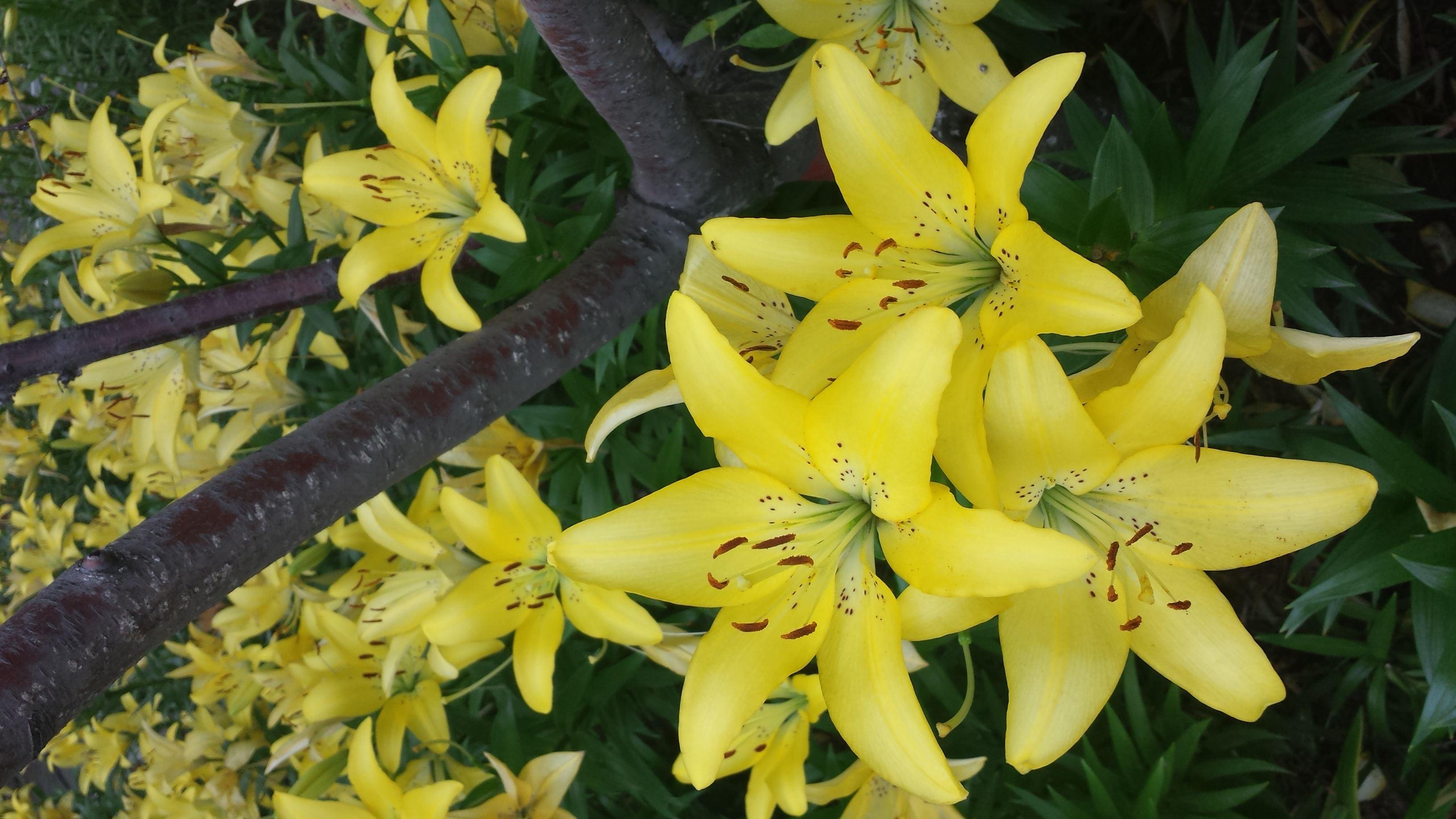 盆栽百合开花怎么能让花期延长,盆栽百合开花后怎么养经验分享