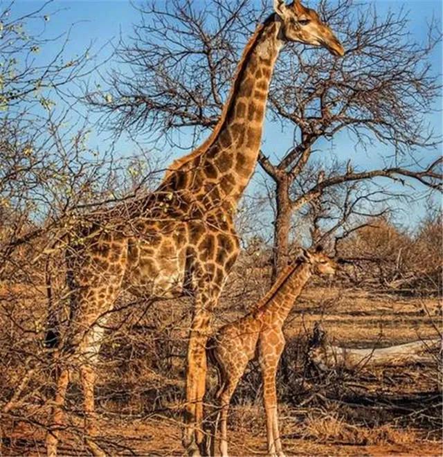 长颈鹿繁衍时长,长颈鹿世界之最寿命长吗