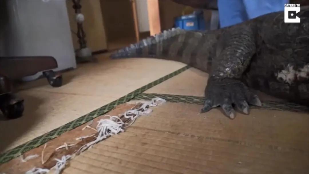 日本老人养鳄鱼当宠物,男子把鳄鱼当宠物养一天喂10斤肉