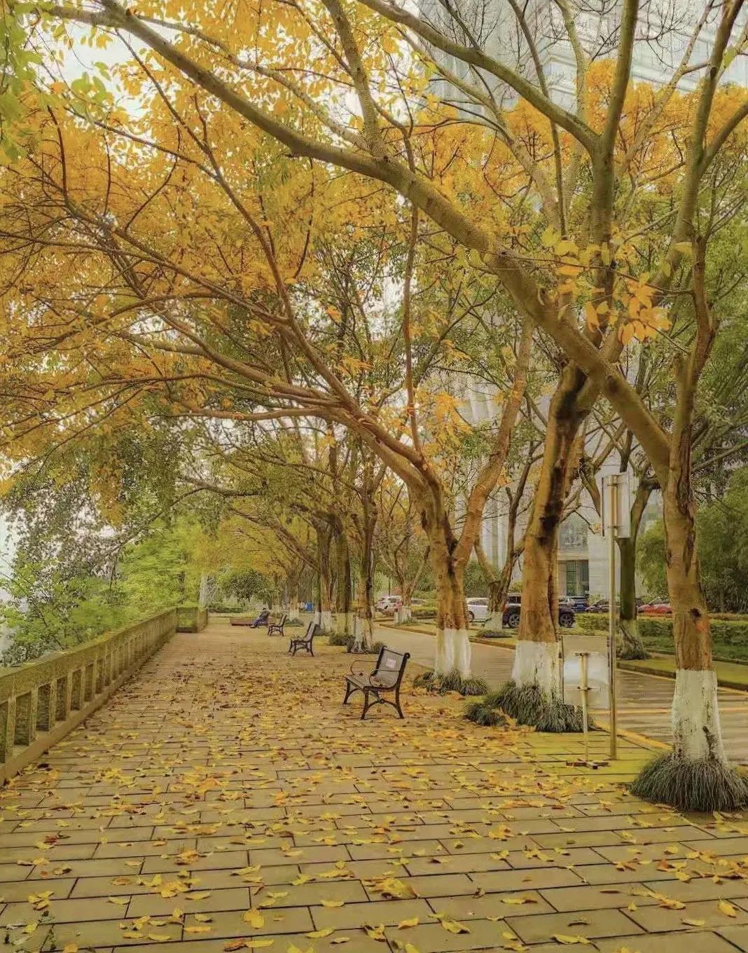 重庆大学有多牛,重庆大学怎么样好不好