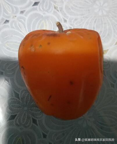 平度苗木基地桃树苗,山东日照苗木种植基地桃树苗