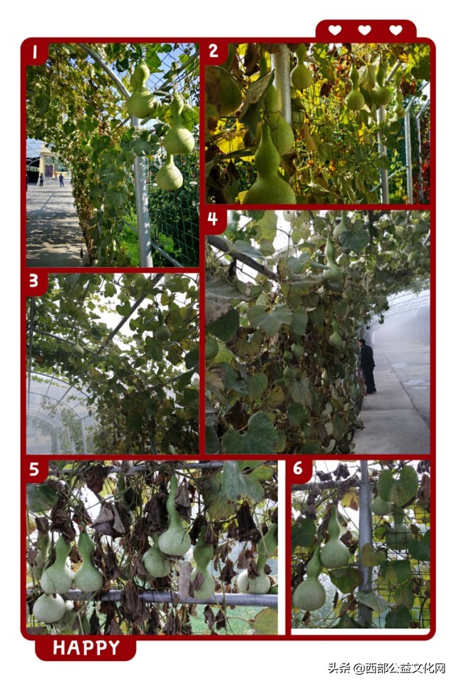 金苹果，是河西走廊一颗璀璨的明珠