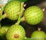 盘玩星月的乐趣,盘珠子上瘾