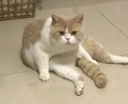 猫是只好猫，但被网友这么一弄…哈哈哈哈哈没脸见人了