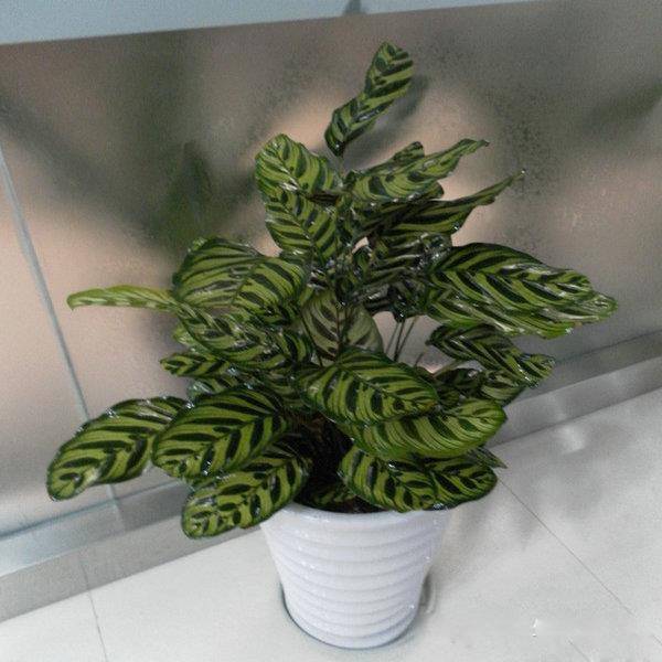 50种常见花卉浇水技巧,50种花卉种植技巧