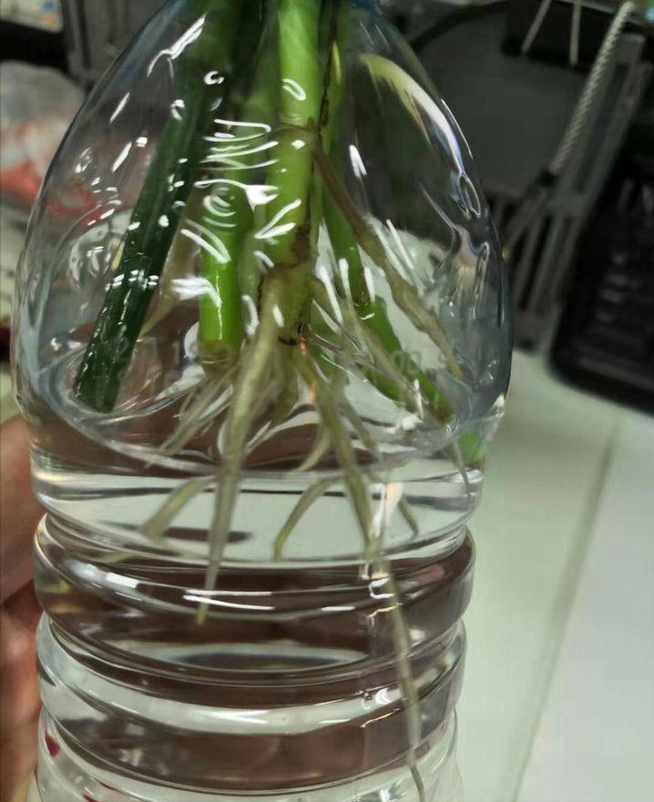 盆栽绿萝怎么浇水施肥,绿萝可以用鱼缸水施肥吗