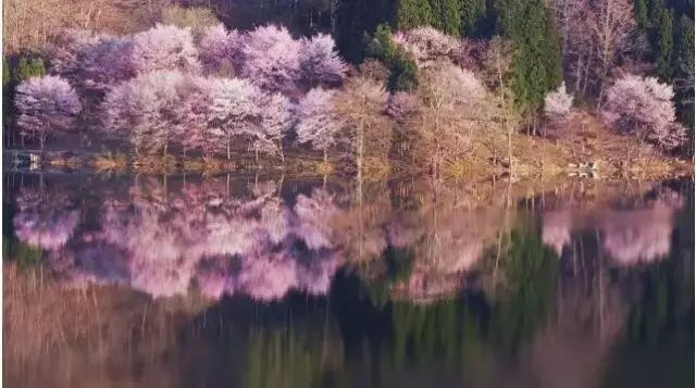 【酷游纪】日本最浪漫“樱花季”，粉红秘境遇见最美的＂樱吹雪＂