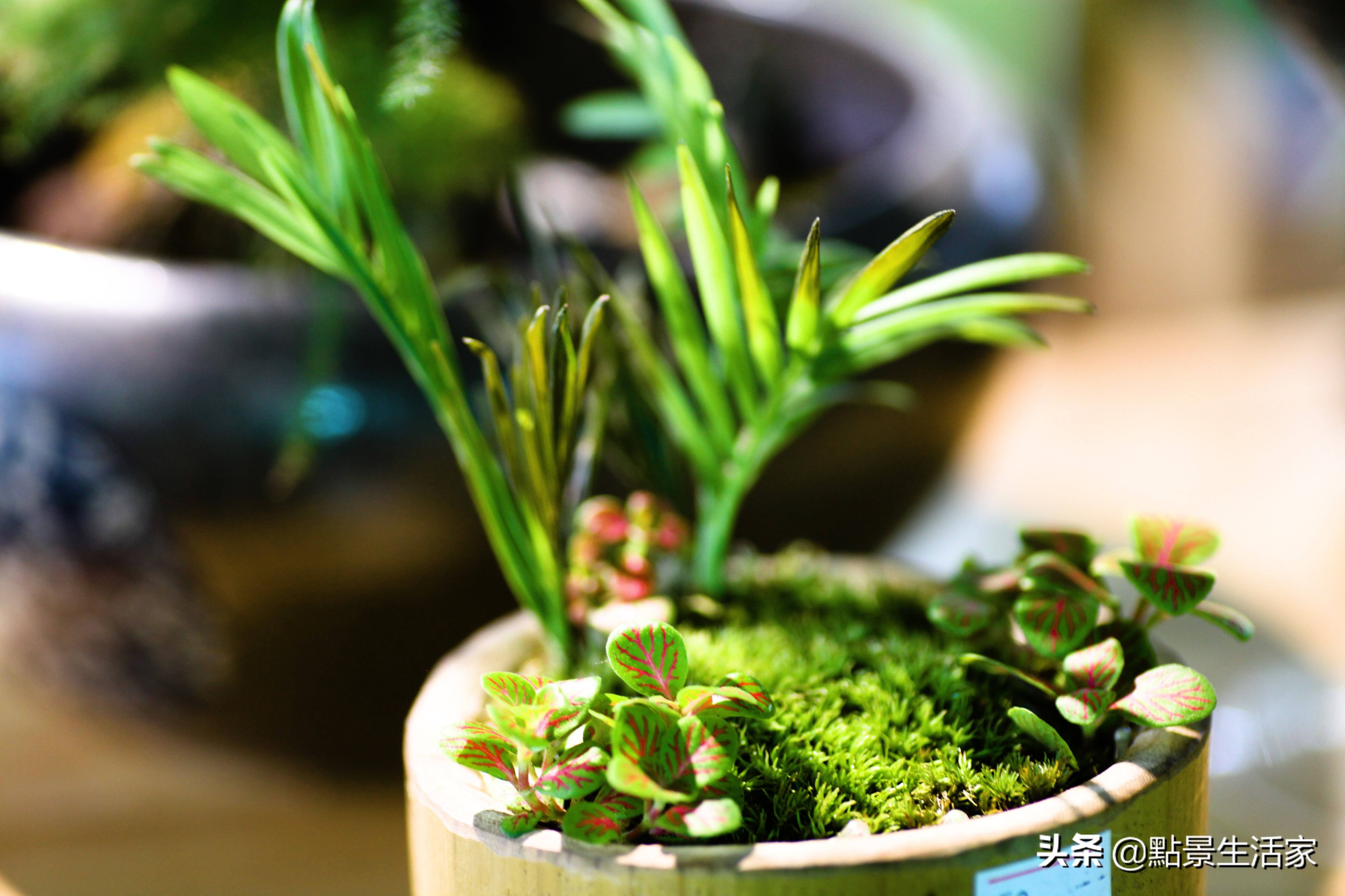 火山石和水草用不用高锰酸钾消毒,84消毒液可以给水草消毒除藻吗