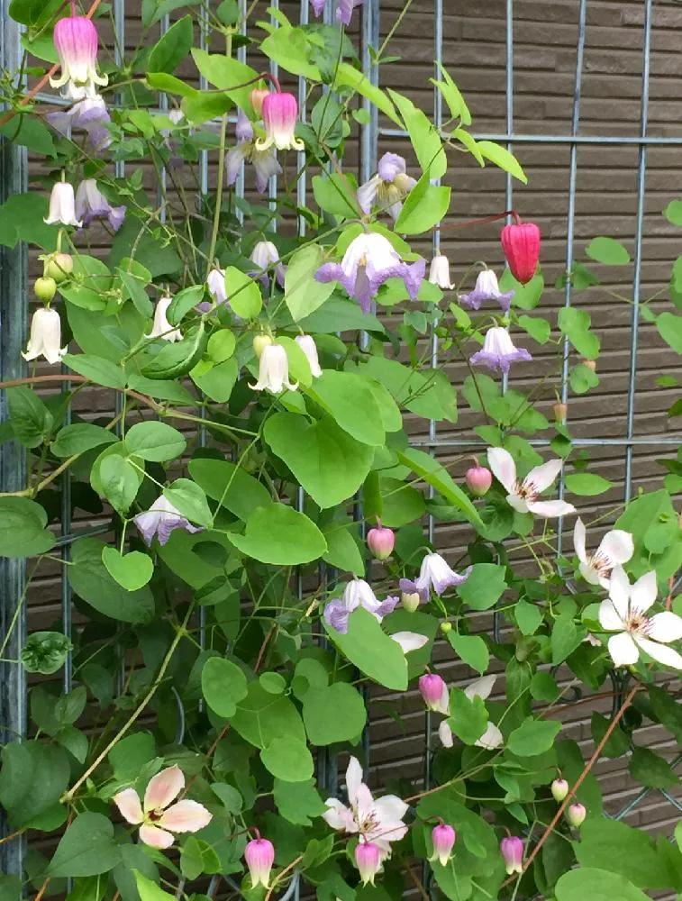 铁线莲春季萌芽后肥水管理,铁线莲大苗春季换盆的正确方法