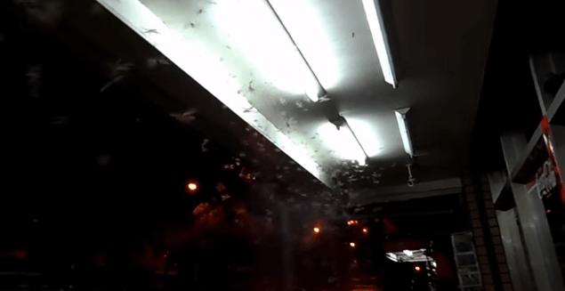 雨后爆发的飞蚁,靠超强繁殖苟了2亿年却沦为“优质蛋白来源”