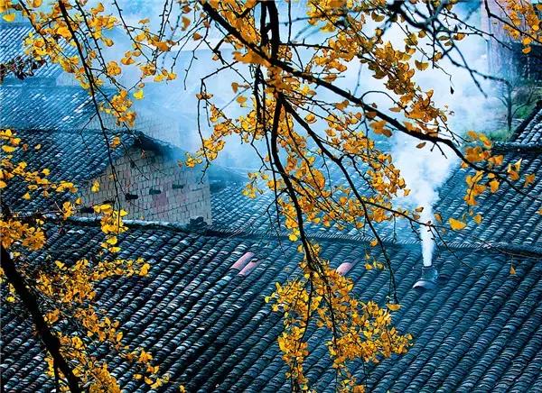 南雄最美银杏,广东美丽的银杏图片