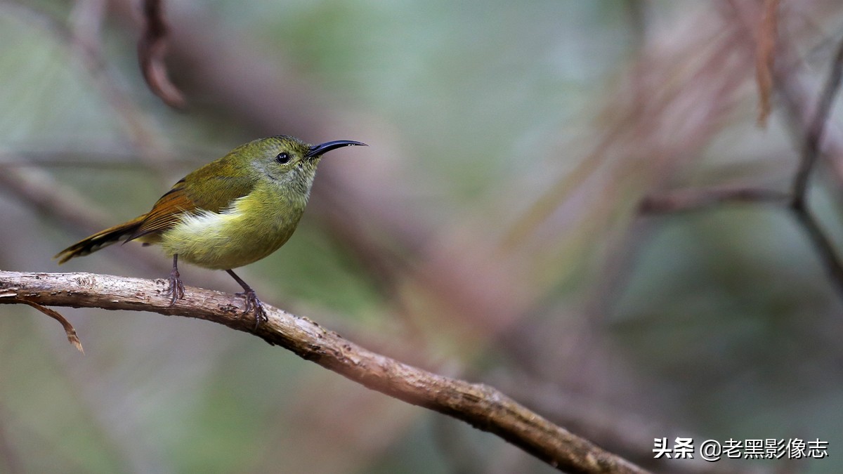 无量山镇游玩攻略一日游,无量山旅游攻略一日游多少钱