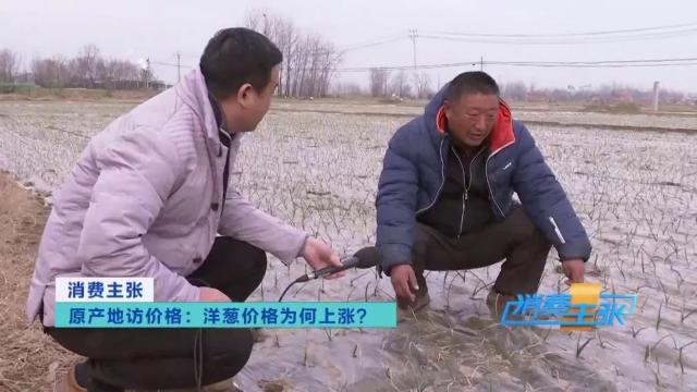 洋葱价格及出口情况,全国各地洋葱产地批发价格