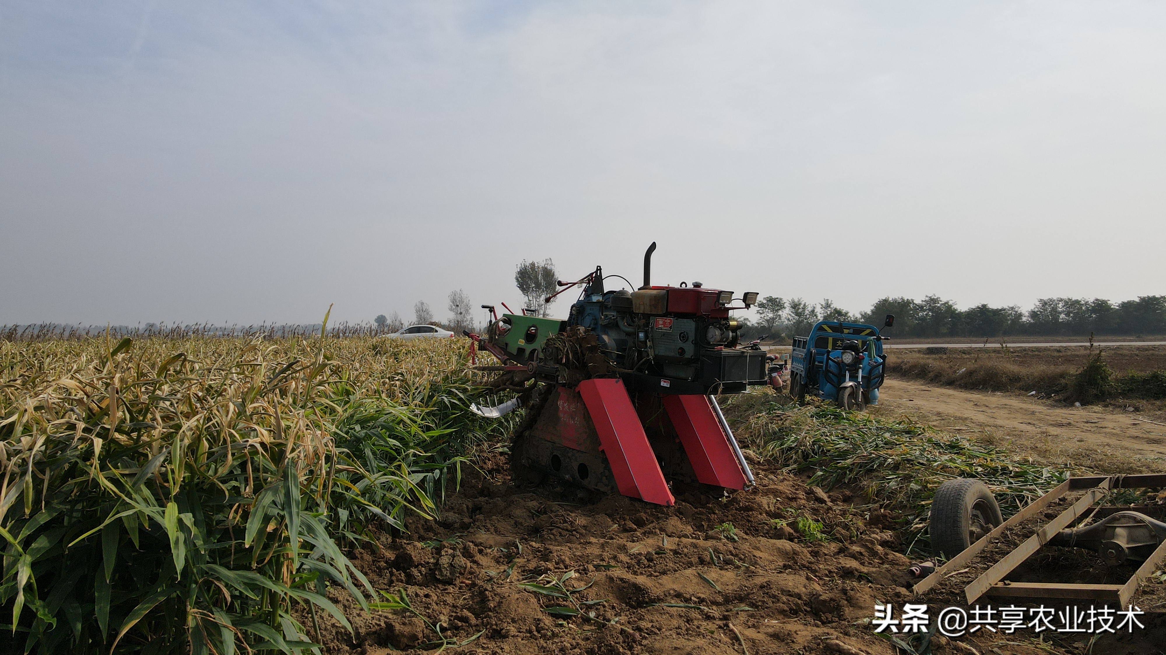 大姜以后的趋势,大姜年底会涨吗