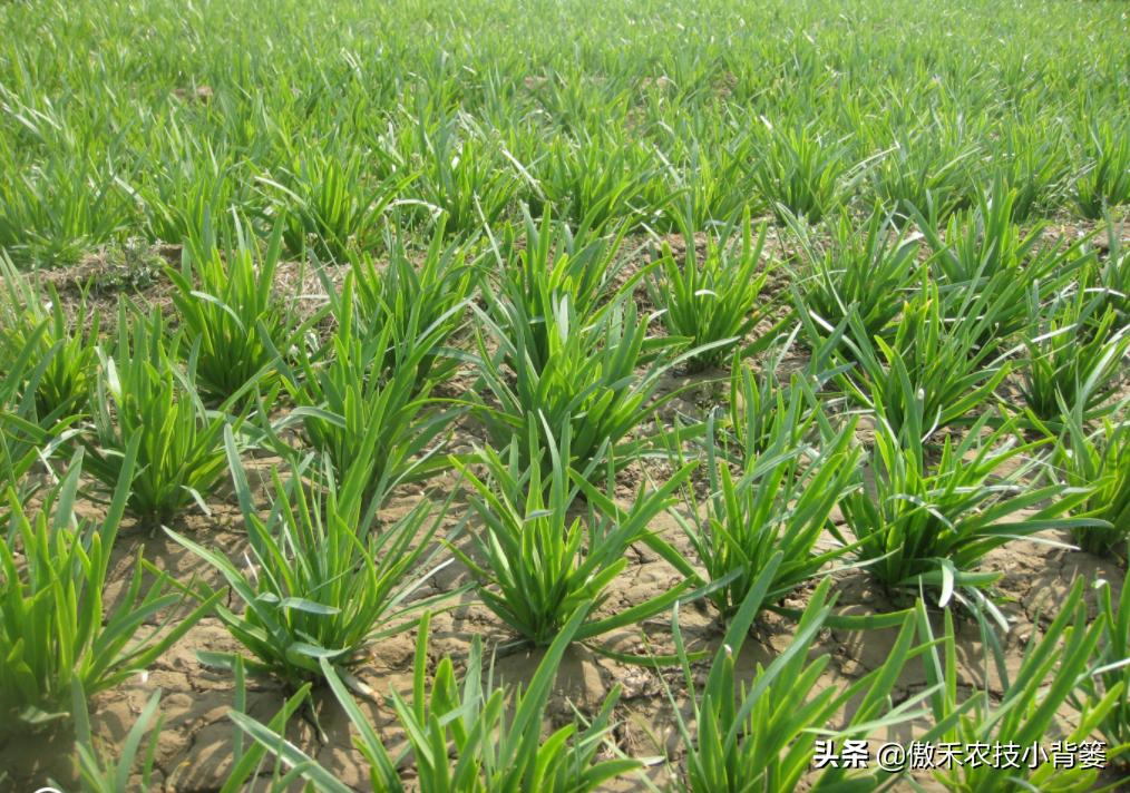 韭菜种植一两年要换土,韭菜种植盆栽多久采收