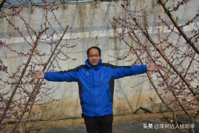 桃子褐腐病和炭疽病的区别,怎样防桃子褐腐病