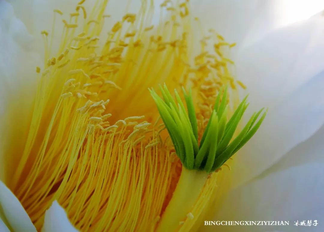 附近的火龙果采摘园海南,海南火龙果采摘