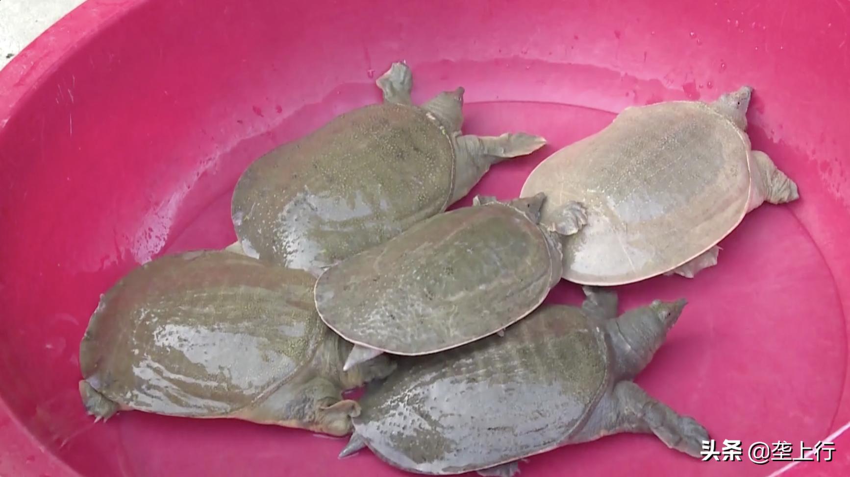 一月卖出500多斤！十堰残疾小伙玩转短视频，把甲鱼卖到全国