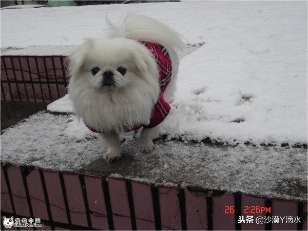 比尼熊狗狗价格,阿拉斯加狗狗价格