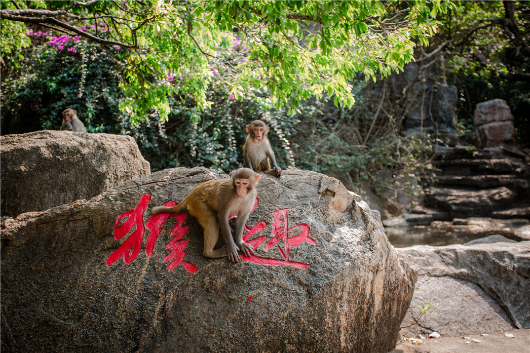 海南必玩猴岛与呆呆丨看萌呆猕猴,呆呆岛发呆