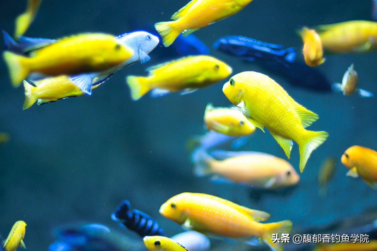 鱼聚在一起是怎么了,鱼为什么会聚集在一起