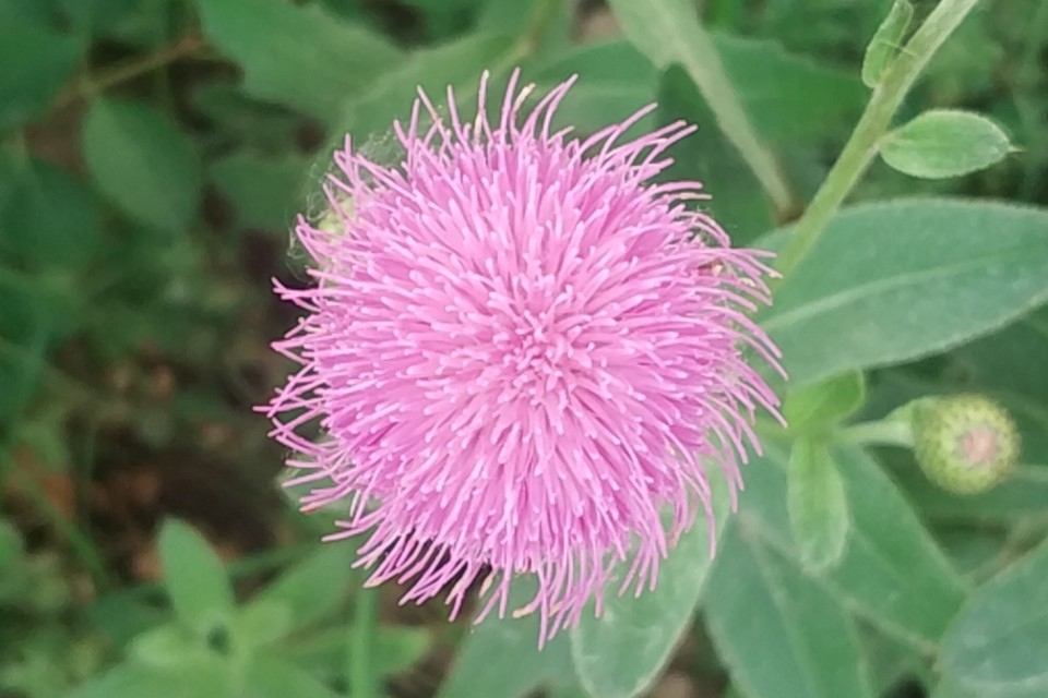 婆婆不仅让怀孕的我吃剩饭，还让她大儿子搬进了我家