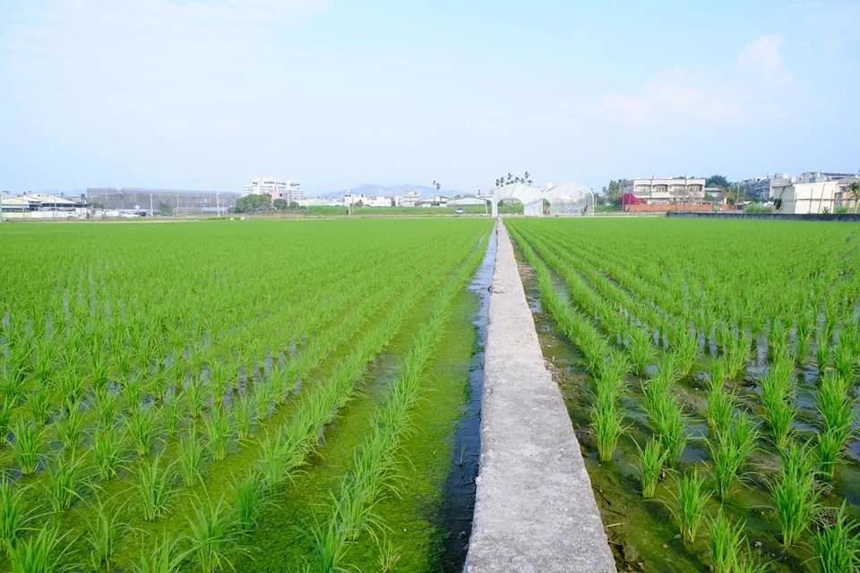 最近最火爆的面包店,老牌面包店探店