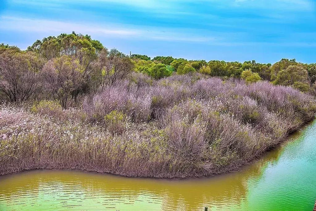青岛人游台儿庄免费吗,青岛人看临沂
