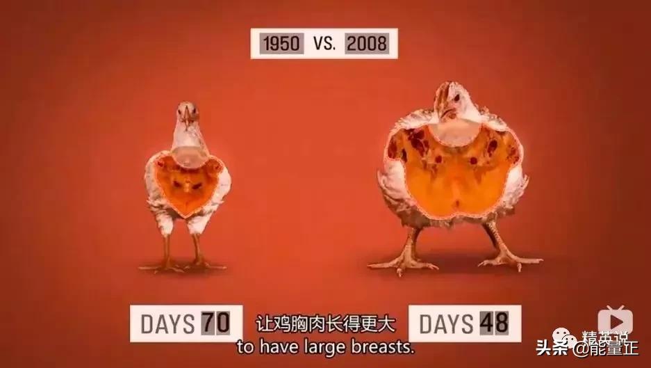 因为一个汉堡,她亲眼看着儿子死去!美国工薪阶层吃的食物有多脏