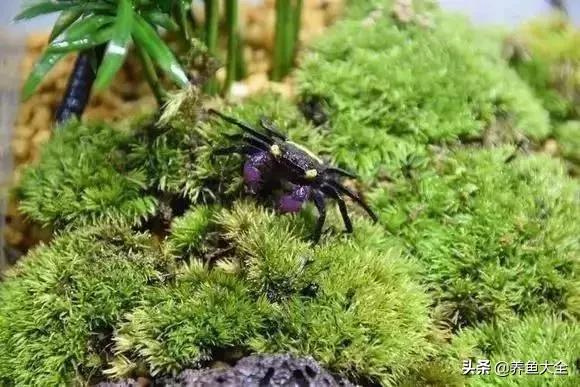 养鱼大神都养什么鱼,鱼缸养鱼都有哪些鱼