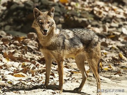 犬科动物是犬型亚目还是裂脚亚目,犬科犬属