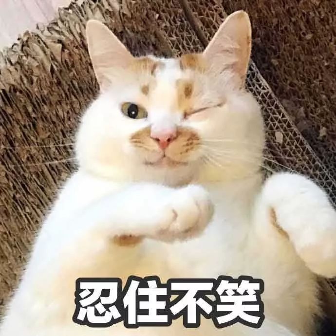老一辈的猫长肿瘤了怎么办,猫咪身体里长了个肿瘤
